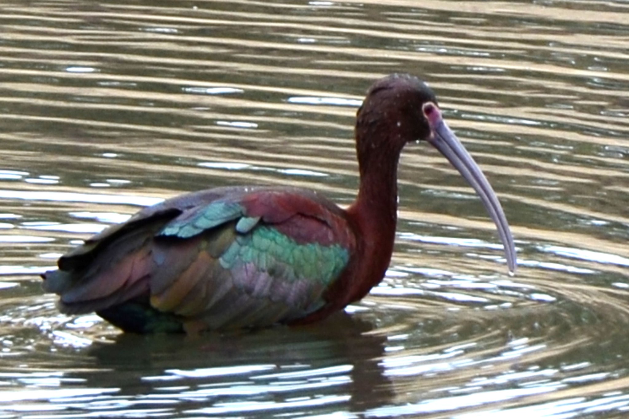 beautifulibis Ibis in Florissant, Colorado