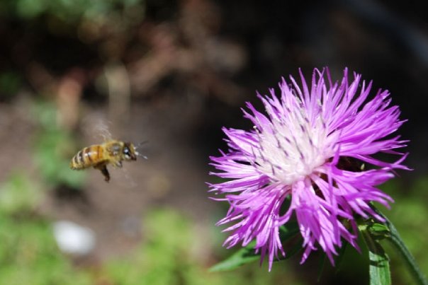 beeonpinkdaisy Bee on pink daisy in Woodland Park, Colorado 2008