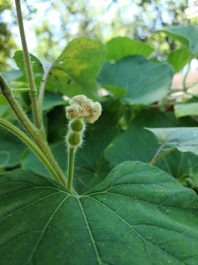 Gourd and Flower